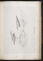 Kentish Plover, Snowy Plover, Chorlo nevado plate 56