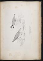 Little Ringed Plover, Pluvier petit-gravelot plate 55