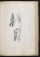 Common Ringed Plover, Pluvier grand-gravelot plate 54
