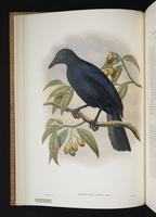 Monograph of the Paradiseidae, 1:35