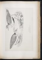 Eurasian Dotterel, Pluvier guignard plate 53