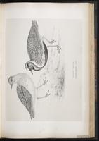 European Golden Plover, European Golden-Plover, Greater Golden-Plover, Pluvier doré plate 52
