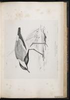 Spur-winged Lapwing plate 51