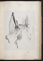 Sociable Lapwing plate 50