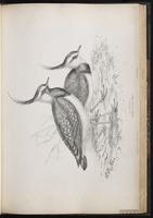 Northern Lapwing, Vanneau huppé plate 49