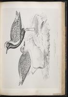 Black-bellied Plover, Grey Plover, Chorlo gris, Pluvier argenté plate 48