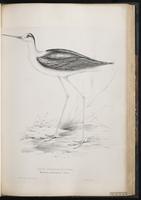 Black-winged Stilt, Échasse blanche plate 47