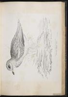 Eurasian Stone-curlew plate 46