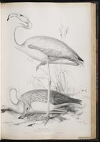 American Flamingo, Flamant des Caraïbes, flamant rose, Flamenco americano, Greater Flamingo plate 45