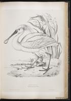 Eurasian Spoonbill, Spatule blanche plate 44