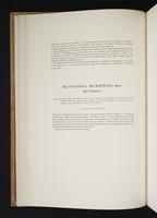 Monograph of the Paradiseidae, 1:33
