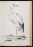 Maguari Stork plate 43