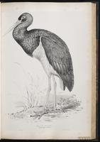 Black Stork plate 42