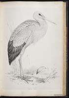 White Stork plate 41