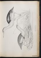 Little Bittern, Blongios nain plate 40