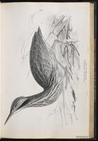 American Bittern, Avetoro norteño, Butor d'Amérique plate 39