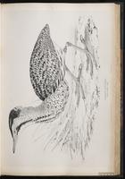 Eurasian Bittern plate 38