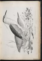 Black-crowned Night Heron, Black-crowned Night-Heron,Bihoreau gris, Pedrete corona negra plate 37