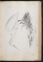 Cattle Egret, , Western Cattle Egret, Garza ganadera, Héron garde-boeufs plate 36
