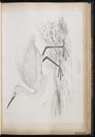Little Egret, Aigrette garzett plate 35