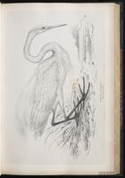 Great Egret, Grande Aigrette plate 34