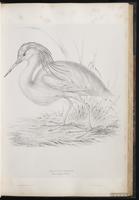 Squacco Heron plate 33