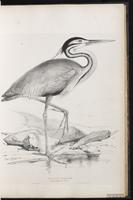 Purple Heron, Héron pourpré plate 32