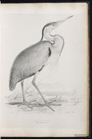 Gray Heron, Grey Heron, Héron cendré plate 31