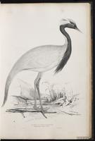 Demoiselle Crane plate 30