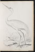 Siberian Crane, Siberian White Crane plate 29