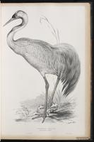 Common Crane plate 28