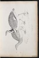 Little Bustard plate 27