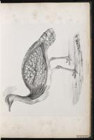 Houbara Bustard plate 26