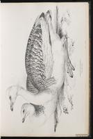 Great Bustard plate 25