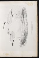 Cream-colored Courser plate 24