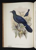 Monograph of the Paradiseidae, 1:29