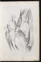 Collared Pratincole, Glaréole à collier plate 23