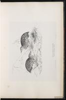Common Buttonquail, Kurrichane Buttonquail plate 22