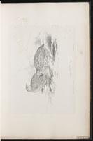 Common Quail plate 21