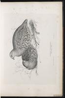 Gray Partridge, Grey Partridge, perdrix grise plate 20
