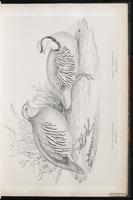 Barbary Partridge plate 19