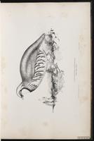 Red-legged Partridge plate 18