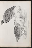 Francolinus vulgaris plate 17