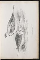 Pin-tailed Sandgrouse plate 16