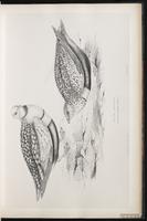 Black-bellied Sandgrouse plate 15