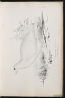 lagopède des saules, Willow Grouse, Willow Ptarmigan plate 14