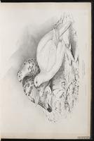 Willow Grouse, Willow Ptarmigan, lagopède des saules plate 13