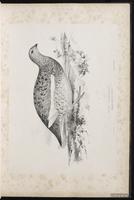 Rock Ptarmigan plate 12