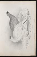 Rock Ptarmigan plate 11