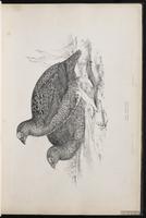 Willow Grouse, Willow Ptarmigan, lagopède des saules plate 10